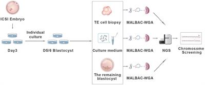 A Non-invasive Chromosome Screening Strategy for Prioritizing in vitro Fertilization Embryos for Implantation